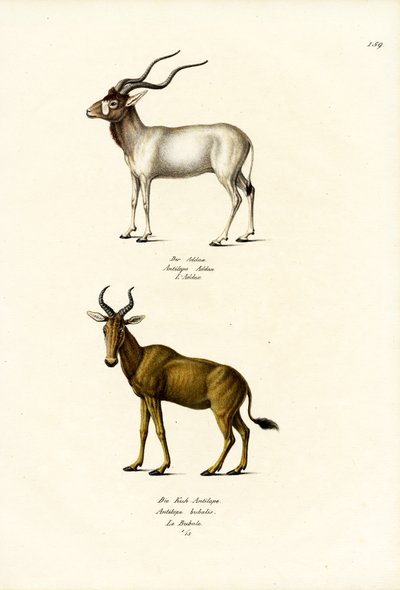 Addax, 1824 by Karl Joseph Brodtmann